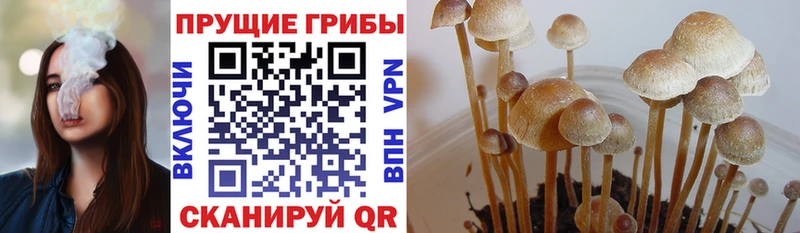 Псилоцибиновые грибы MAGIC MUSHROOMS  Купить  Пошехонье 